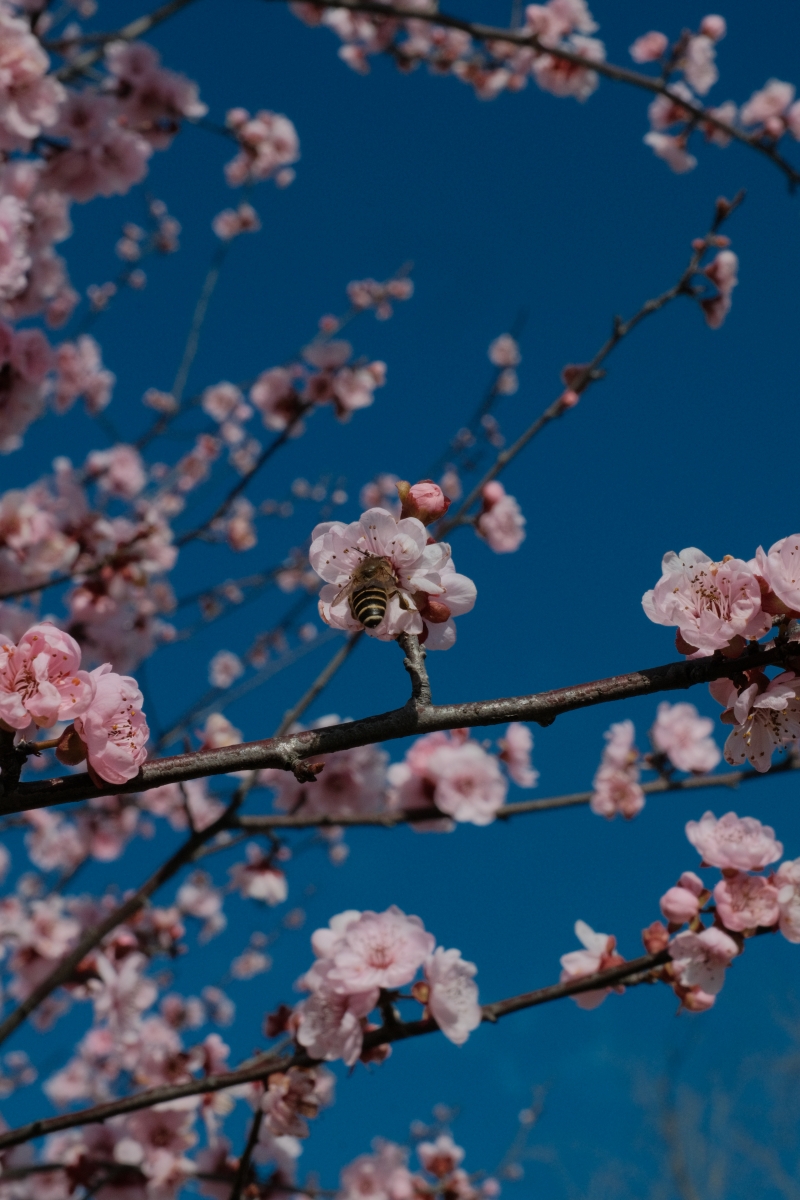 粉花与蜂鸣 田一淞.jpg
