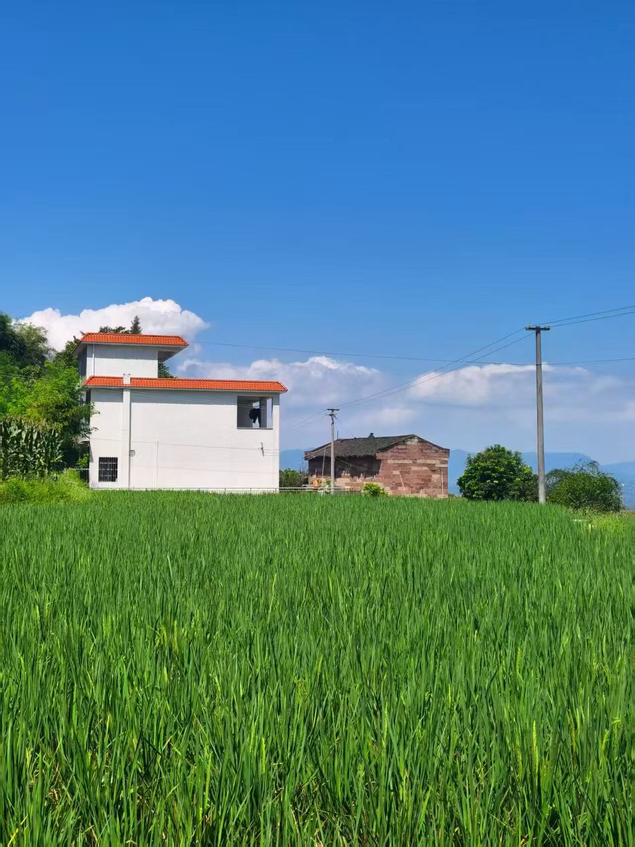 夏日田园——刘诗雨.jpg