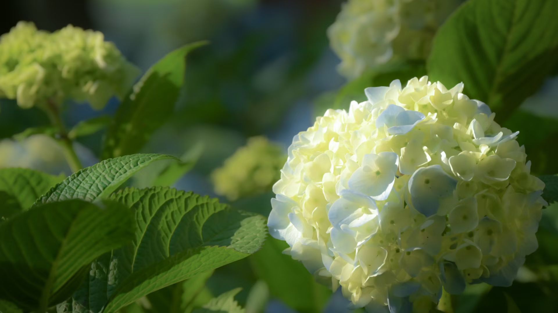 繁花映清风.jpg