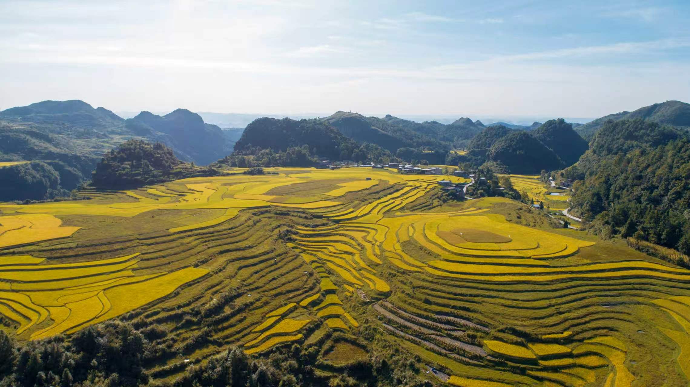 黔岭秋收图.jpg