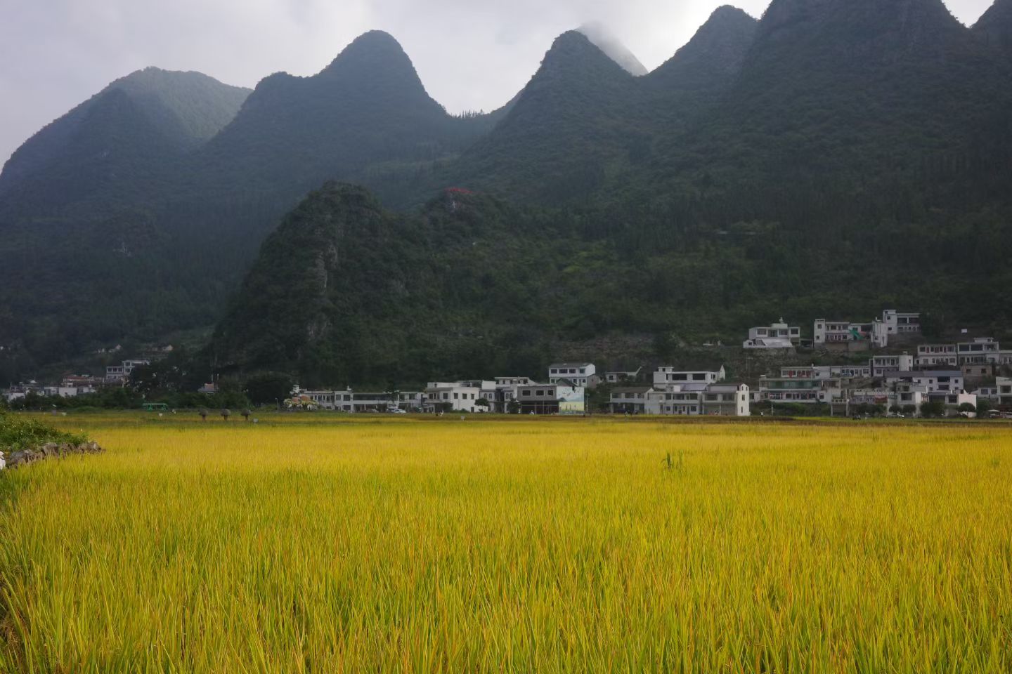 姚青瑜：峰下稻乡.jpg