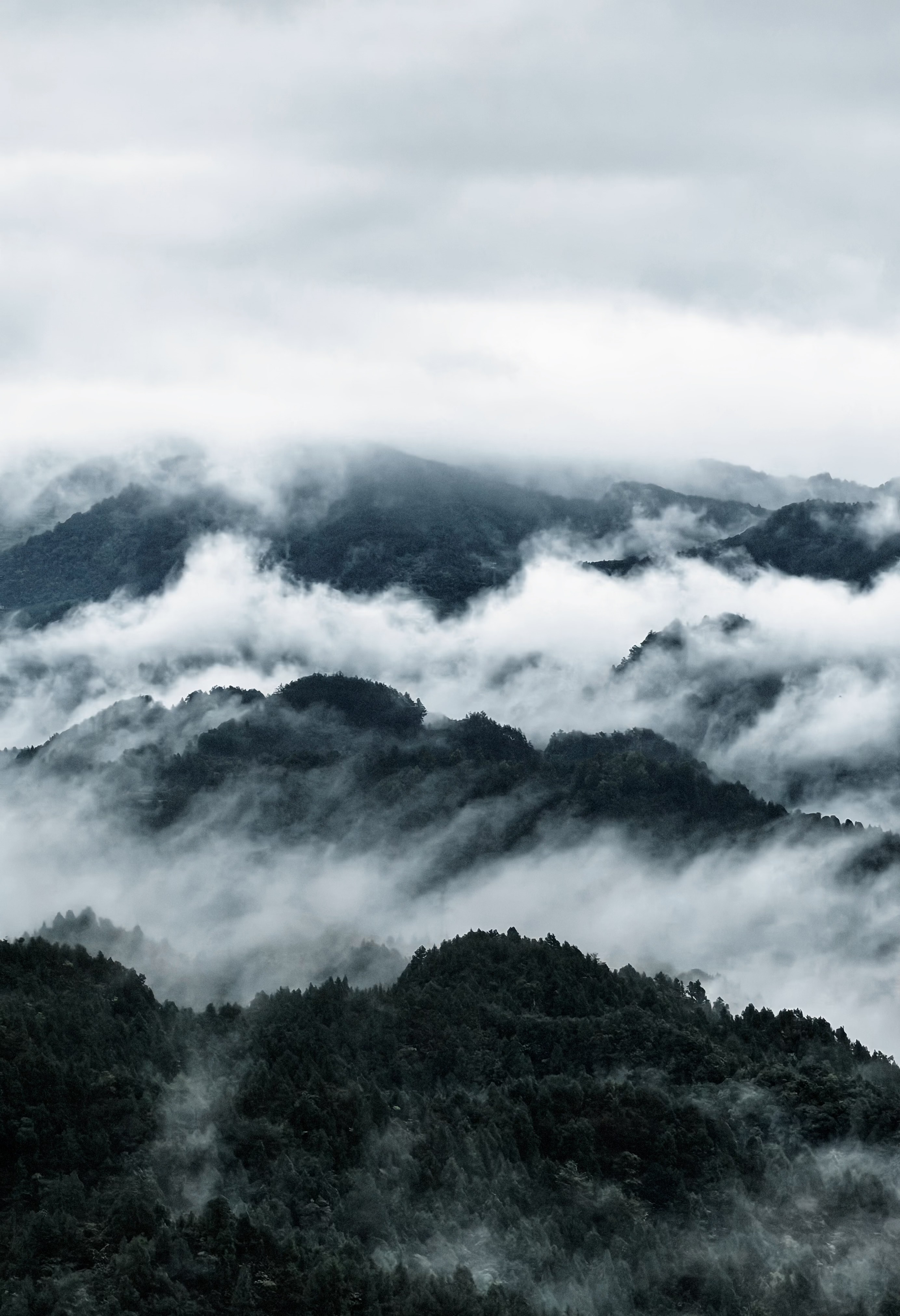 青山黛.jpg